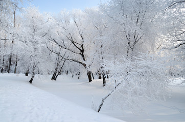 Cold winter in the woods.