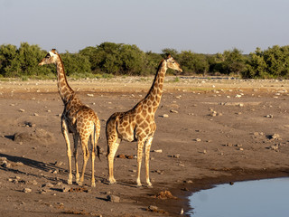 South African giraffe, Giraffa giraffa giraffa, near waterhole, Etosha National Park, Namibia