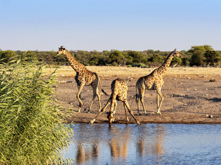 South African giraffe, Giraffa giraffa giraffa, near waterhole, Etosha National Park, Namibia