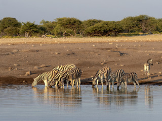 Obraz na płótnie Canvas Damara zebra herd, Equus burchelli antiquorum, near waterhole, Etosha National Park, Namibia