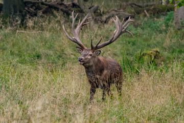 Red Deer Stags (Cervus elaphus)