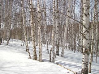 late spring in siberia