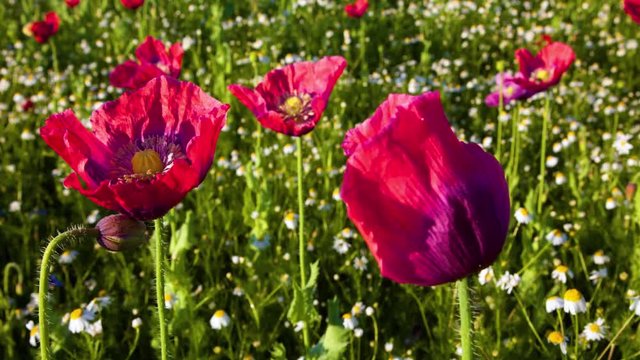 Timelapse of Poppy flowers opening in the sun