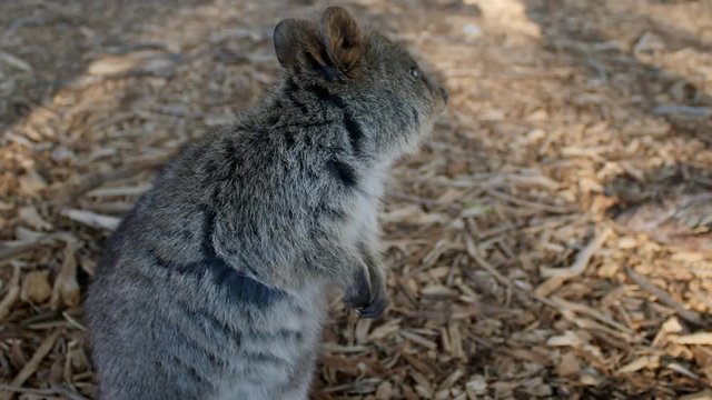 Rottnest Island Quoka