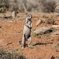 African Ground Squirrel © Cathy Withers-Clarke