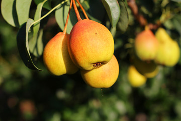 ripe juicy pears on a branch