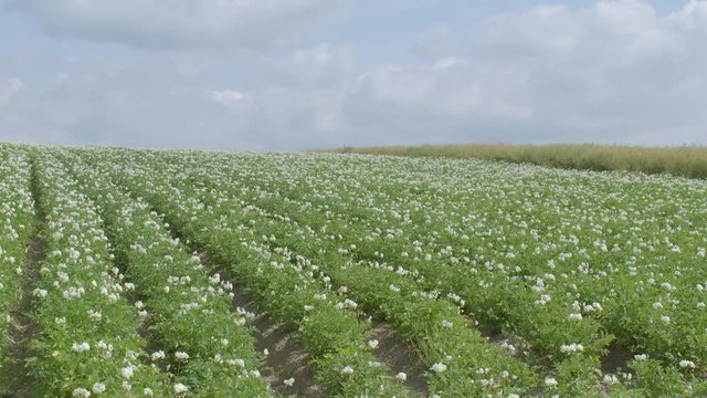 Blooming Potato Fields