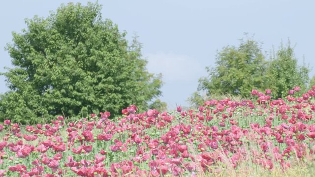 Poppy Flowers in Austria