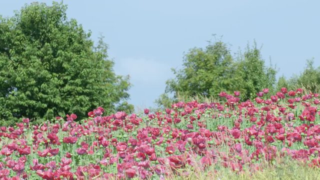 Poppy Flowers in Austria
