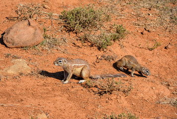 African Ground Squirrel