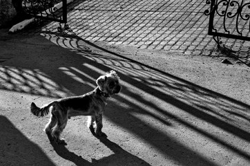 Очарованная потеряшка.