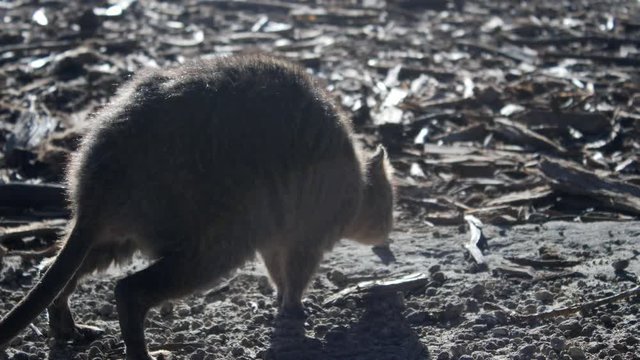 Rottnest Island Quoka