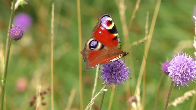 Peacock butterfly feeding on devil's-bit scabious plant in wildflower Meadow at Augill pasture nature reserve Cumbria.