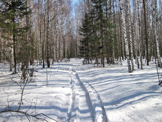 Spring in taiga