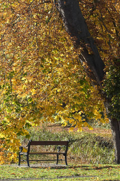 beanch with dead leaves in autumn in Denmark