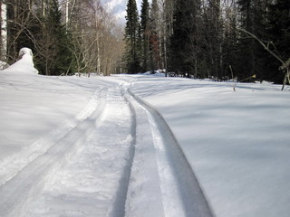 Obraz premium Spring at taiga