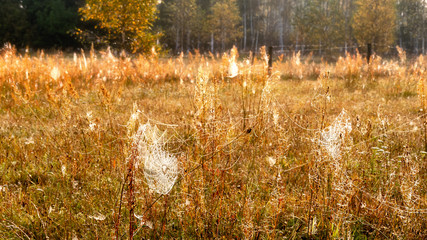 Dolina Górnej Narwi © podlaski49