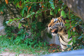 Fototapeta na wymiar tiger in forest