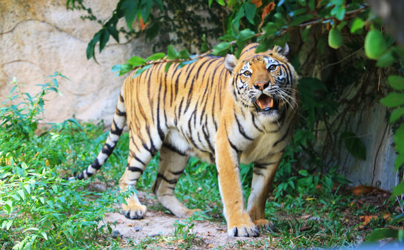 tiger in forest