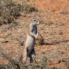 Fototapeta premium African Ground Squirrel