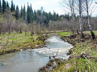 Spring in siberian taiga