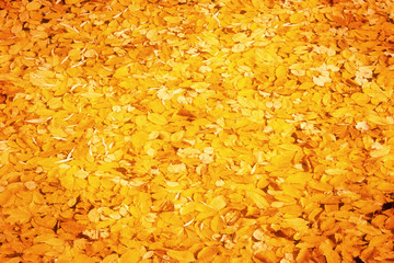 Colorful fallen leaves floating on the surface of the pond, beautiful autumn outdoor background