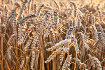 Field of wheat in the sunset, selective focus, agricultural background