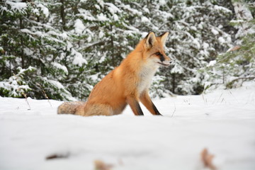 Winter fox