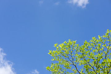 空と葉
