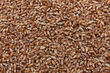 小麦、穀物の背景