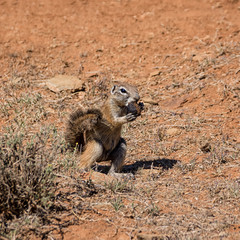 African Ground Squirrel