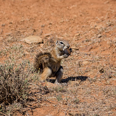 African Ground Squirrel © Cathy Withers-Clarke