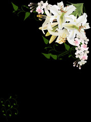 white large lily flowers corner on black