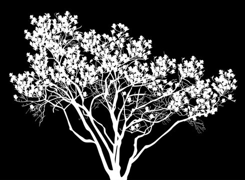 large blossoming tree isolated on black