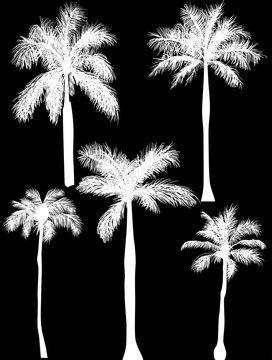 five palm silhouettes isolated on black