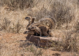 African Ground Squirrels © Cathy Withers-Clarke