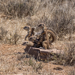 African Ground Squirrels © Cathy Withers-Clarke