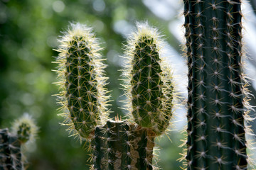 サボテンの子供