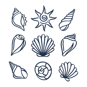 Hand Drawn Sea Shells Set. Vector Illustration.