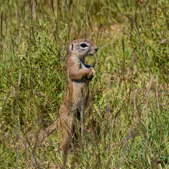 African Ground Squirrel