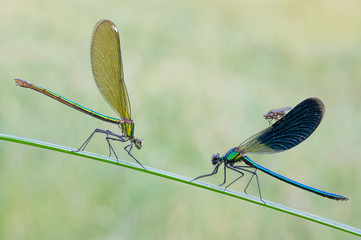 Coppia di Calopterix sp.