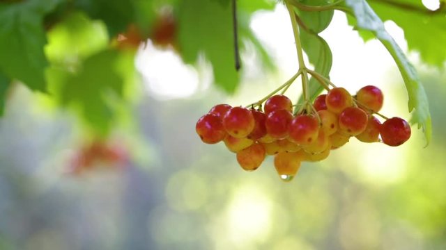 Viburnum opulus, Guelder Rose, Water Elder, branch with red berries in breeze. Guelder rose (Viburnum opulus) ripe red berries closeup
