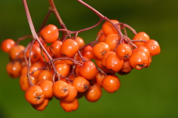 Rowanberries from mountain ash Sorbus aucuparia hanging, on a green background
