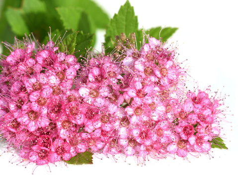 The Japanese Meadowsweet Spiraea Japonica With Pink Flowers Isolated On White Background