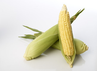 Three corn cobs with husks