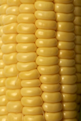 sweet corn cobs with husks