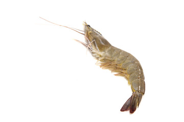 One raw shrimp  on white