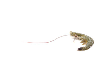One raw shrimp  on white