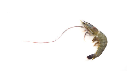 One raw shrimp  on white