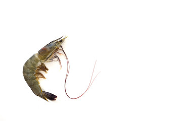 One raw shrimp  on white